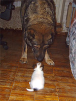 Чихуахуа и крупная собака
